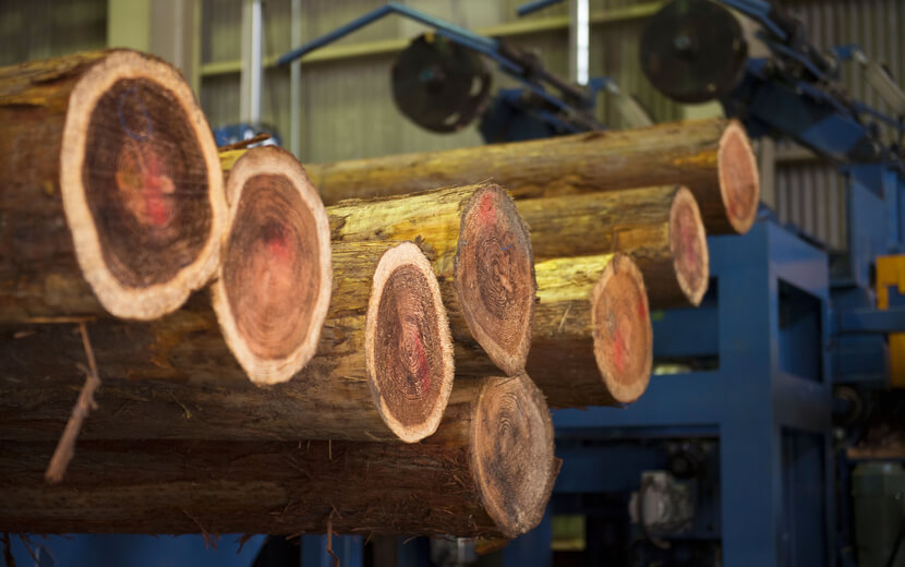 丸太の構造を知ると杉の使い方が分かる 赤身 芯材 と白身 辺材 の違いを解説 株式会社 西粟倉 森の学校